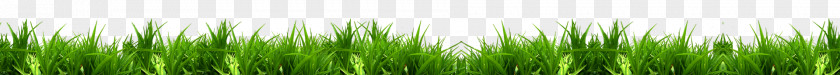 Plant Vetiver Wheatgrass Green Stem Chrysopogon PNG