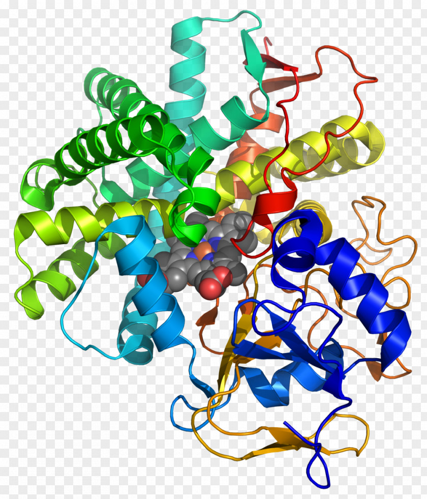 Prostacyclin Synthase Calmodulin Prostaglandin Protein Kinase A PNG