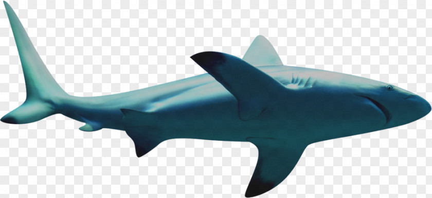 Shark Requiem Icon PNG