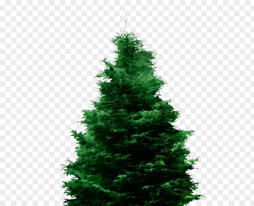 Red Pine Canadian Fir Christmas Tree PNG