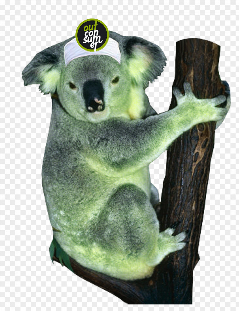 Koala Animal Battlefield 3 2D Computer Graphics PNG