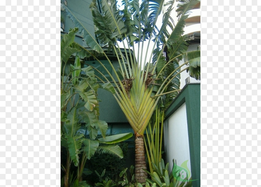 Plants Asian Palmyra Palm Ravenala Madagascariensis Calabash Tree Trees Sago PNG