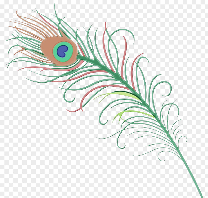 Quill Natural Material Peacock Drawing PNG