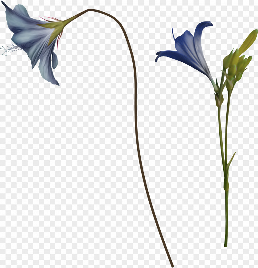 Speck Background Flower Illustration Image Clip Art PNG