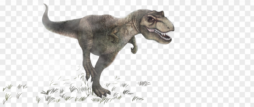 Dinosaur Tyrannosaurus Triceratops Carnivore PNG