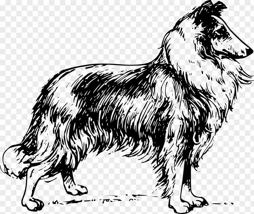 Dog Cartoon Border Collie Rough Bearded English Cocker Spaniel King Charles PNG