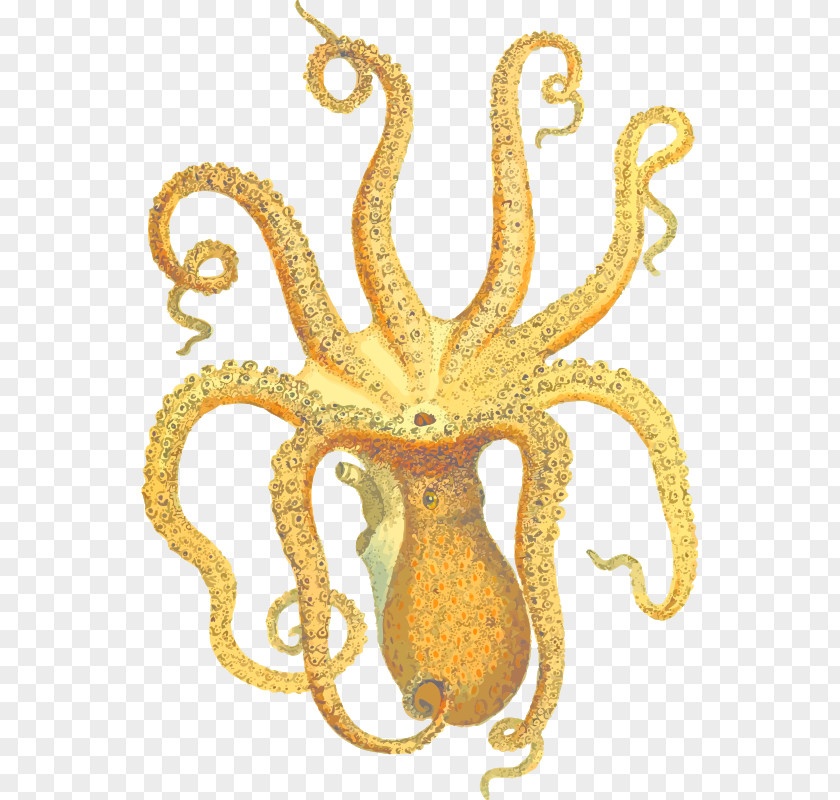 July) Clip ArtOcto Cliparts Octopus Squid Argyle Academic Planner With Inspirational Quotes (A5): A Monthly/Weekly Organizer For College Students And Teachers (August PNG