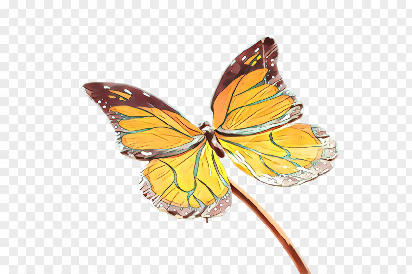 Monarch Butterfly PNG