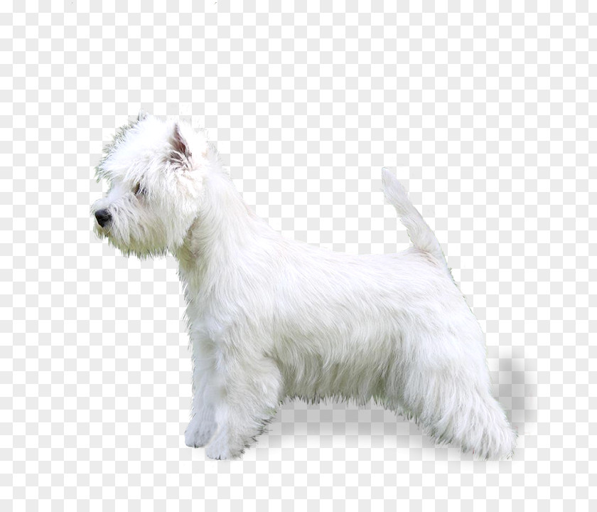 Race Glen Of Imaal Terrier West Highland White Scottish Miniature Schnauzer Bolognese Dog PNG