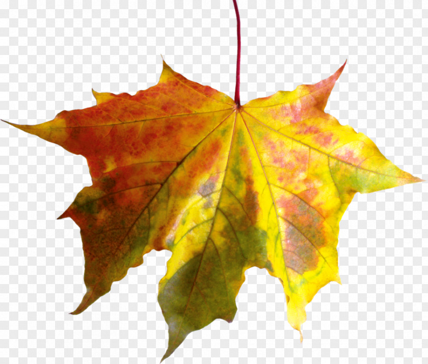 Leaf Image Autumn Clip Art PNG