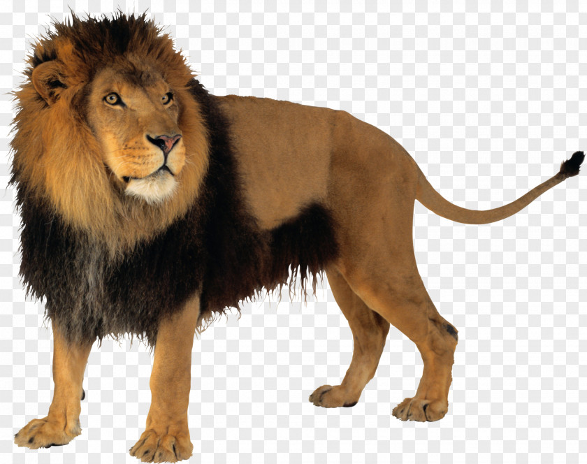 Lion Clip Art PNG