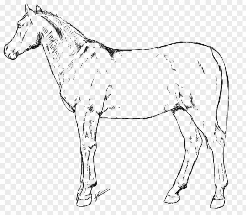 Mustang Mule Foal Bridle Colt Mare PNG