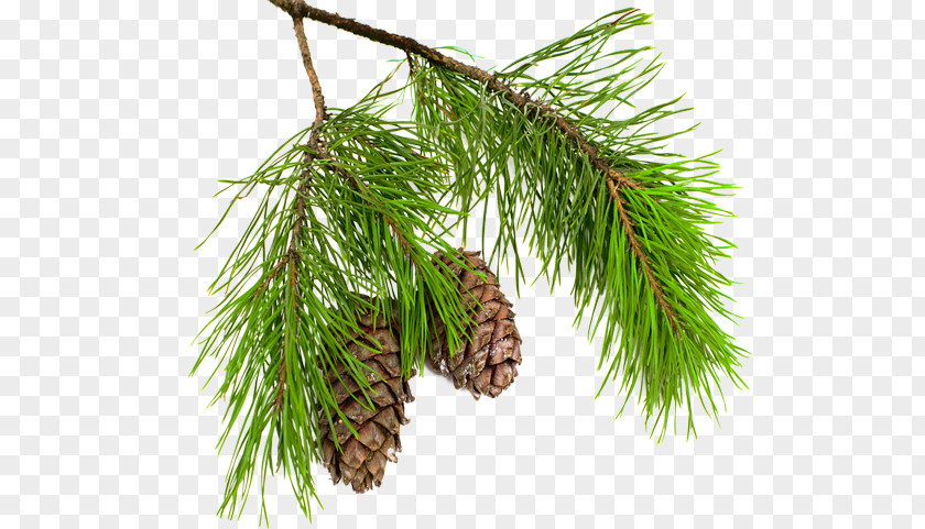 Pine Boughs Conifer Cone Larch Spruce Branch PNG