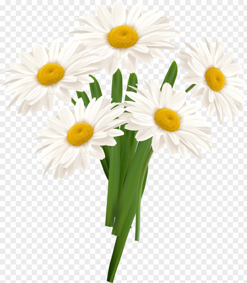 White Camomile Flower PNG