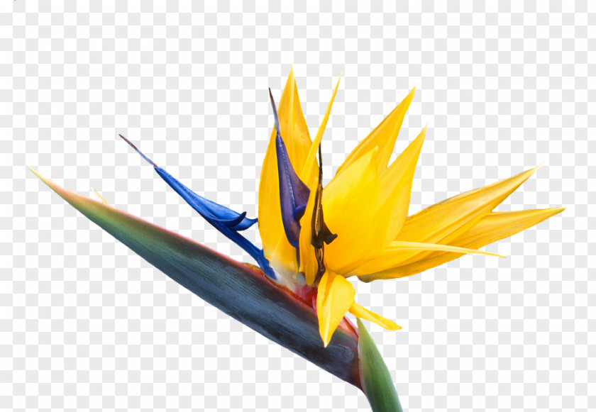 Bird Clip Art Of Paradise Flower Image PNG