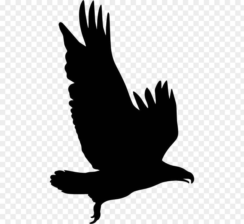 Bird Silhouette Eagle Clip Art PNG