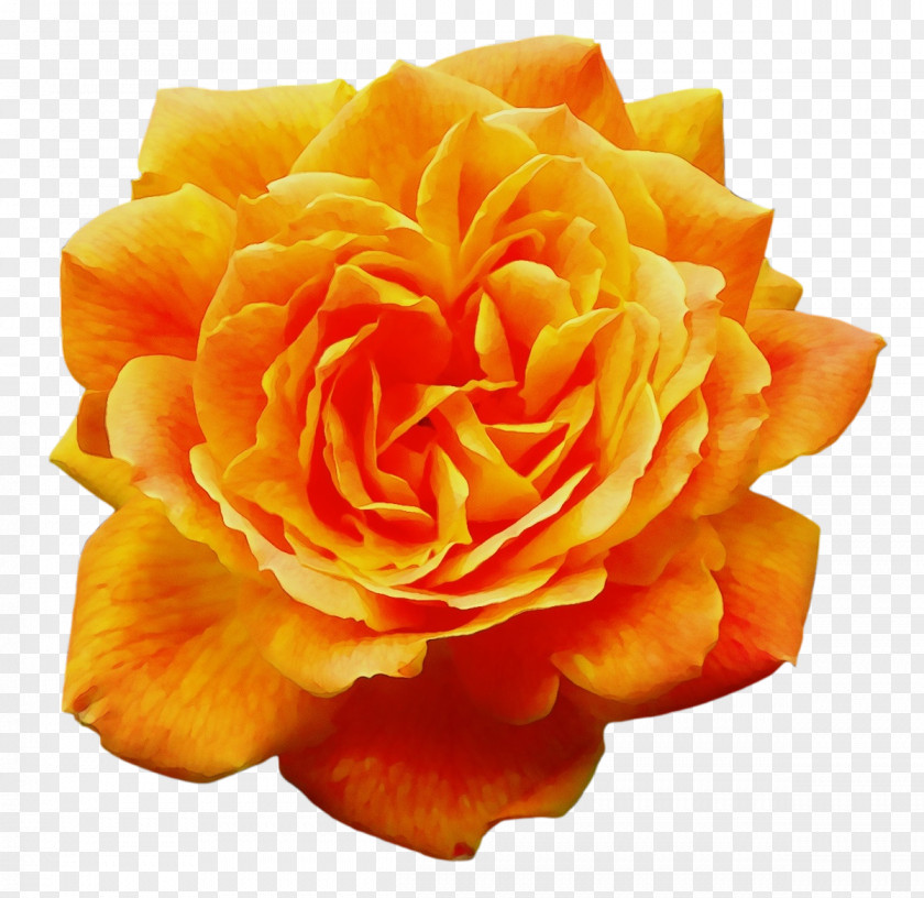 Garden Roses PNG