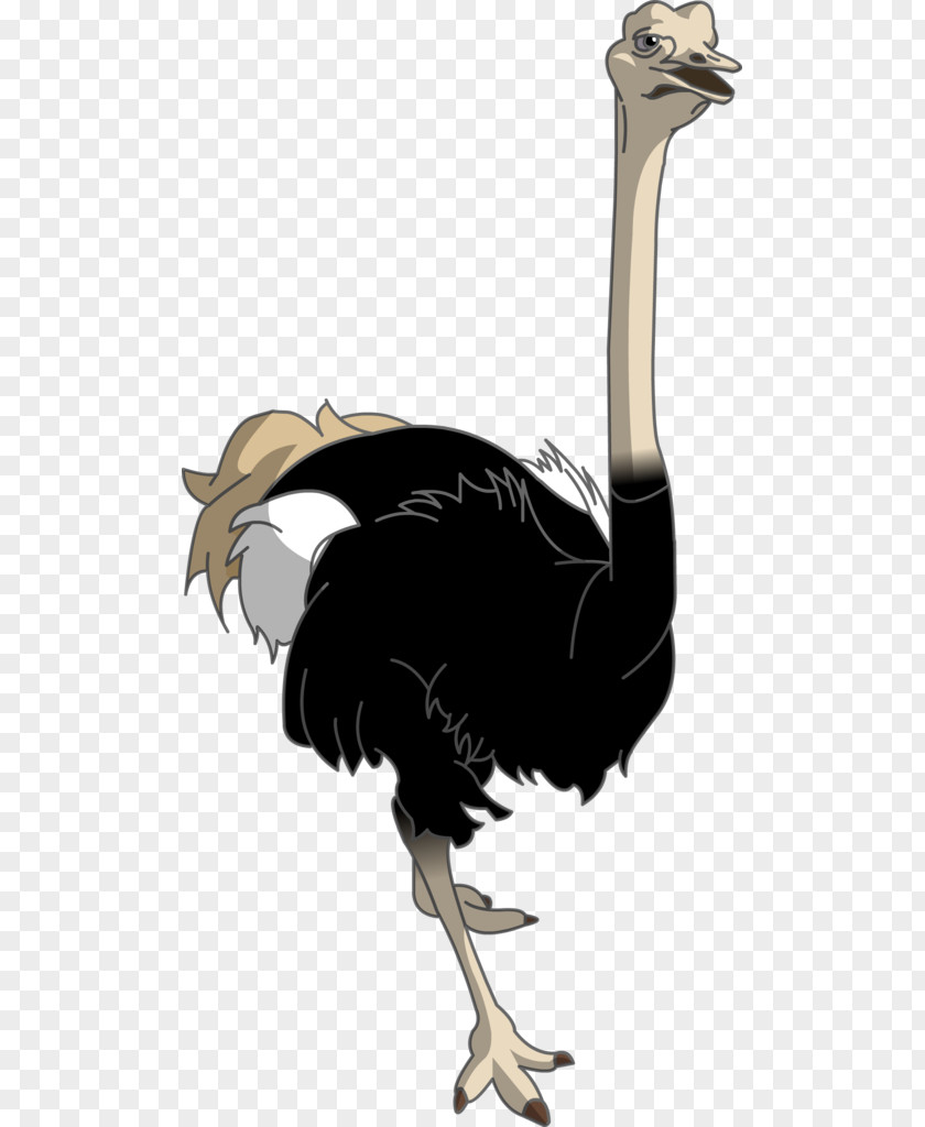 Ostrich Common Cartoon Drawing Image PNG