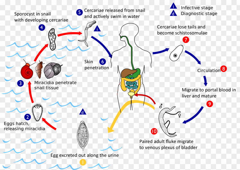 Schistosoma Mansoni Haematobium Mekongi Japonicum Schistosomiasis PNG