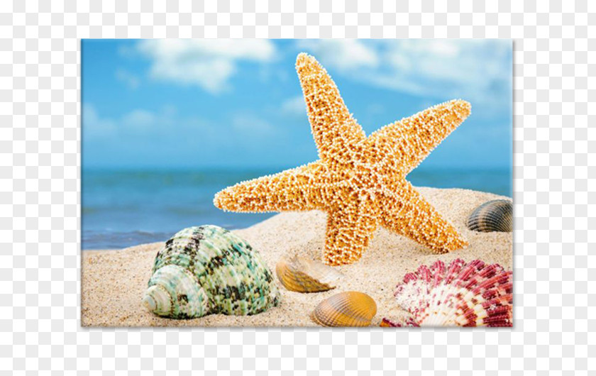 Seashell Shore Shell Beach Sand PNG