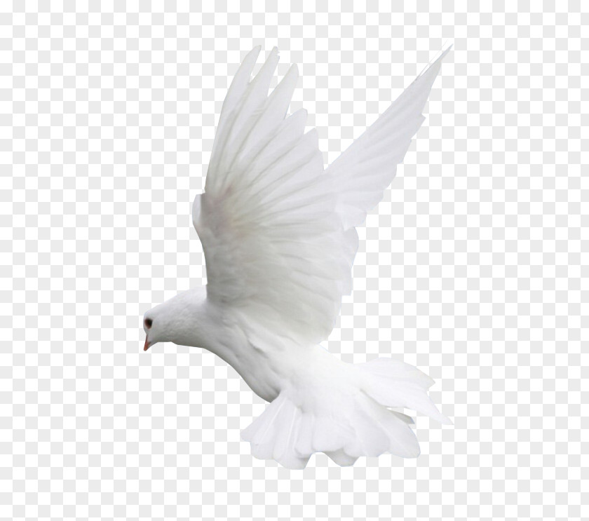 White Parrot Columbidae Doves As Symbols Bird Clip Art PNG