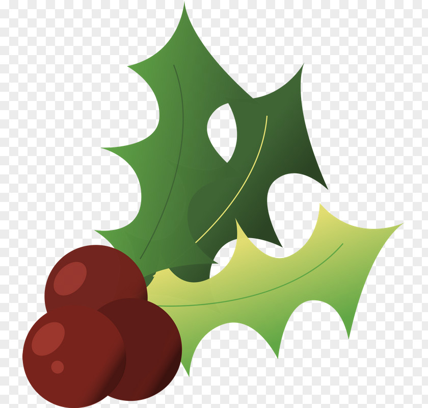 American Holly Woody Plant Christmas Tree Background PNG