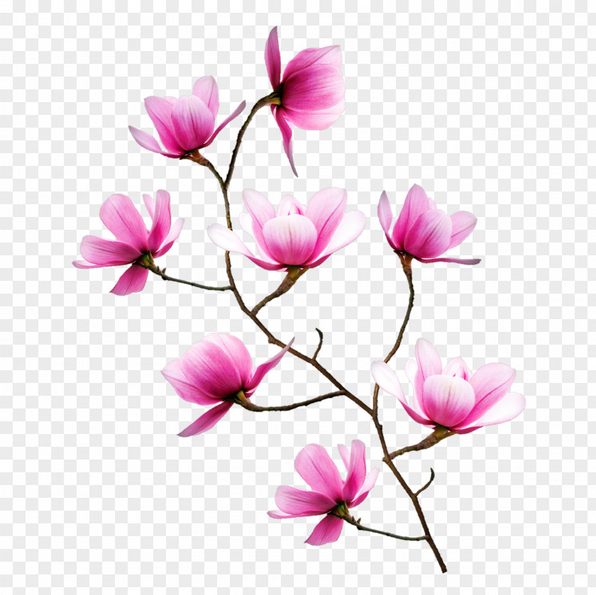 Magnolia Silhouette Wall Decal Sticker Paper Decorative Arts PNG