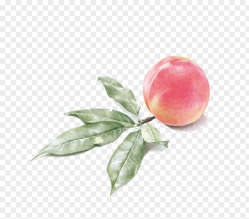 Peach Drawing Watercolor Painting PNG