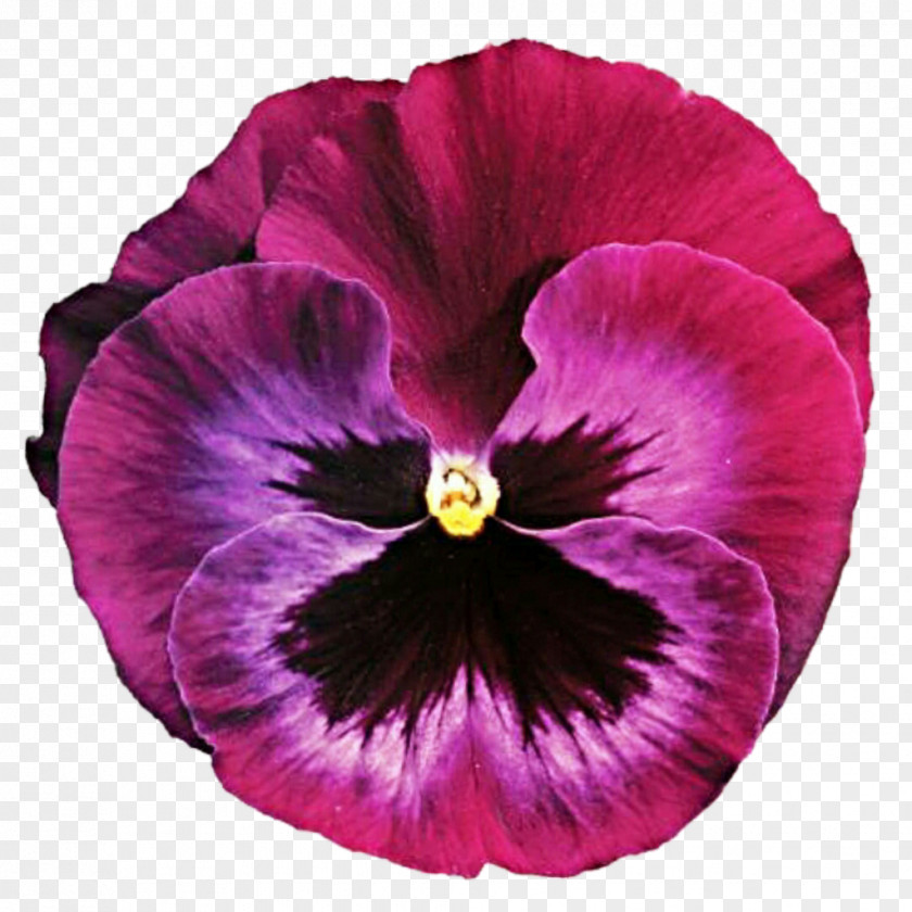 Purple Watercolor Pansy Flower Violet Clip Art PNG