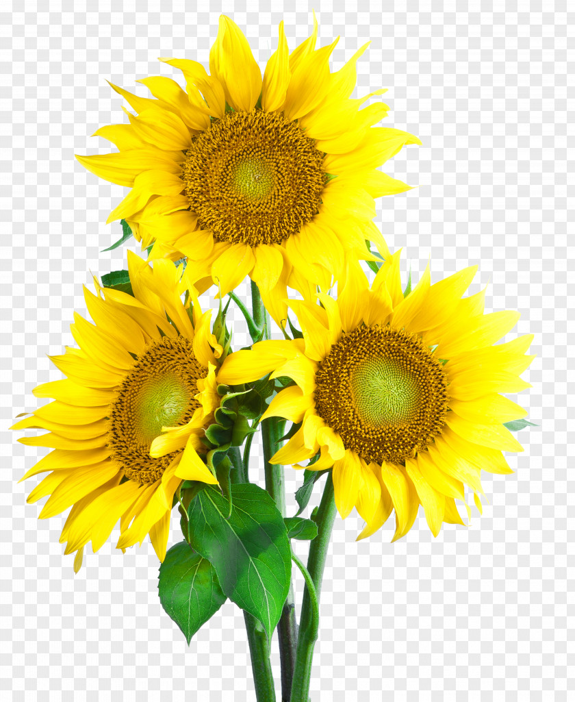 Sunflower Common Seed Wallpaper PNG