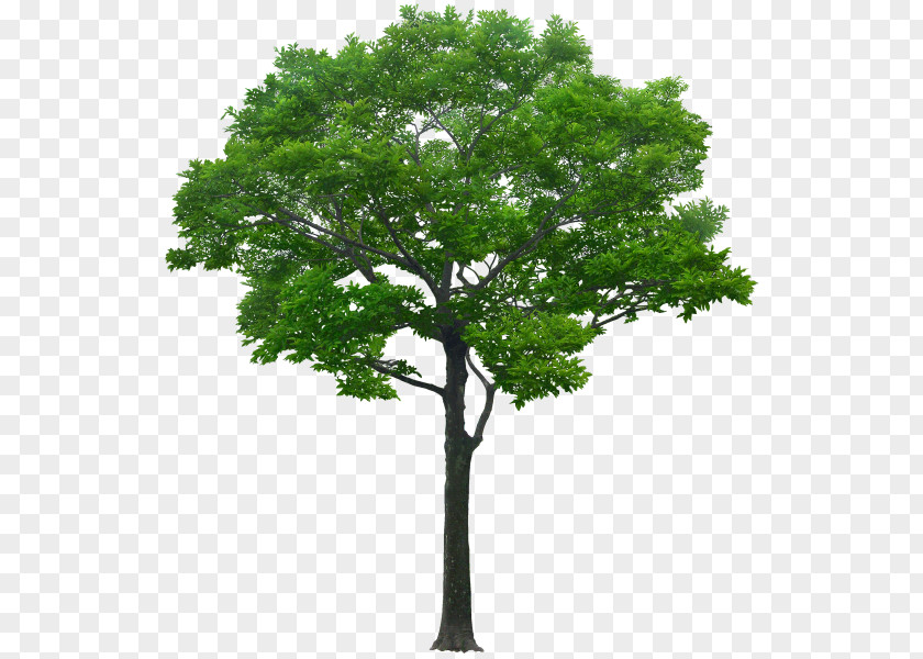 Tree Architectural Rendering Alpha Compositing Clip Art PNG