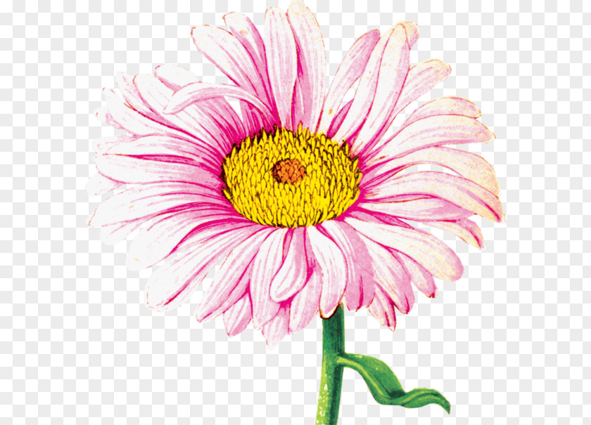Watercolor Chrysanthemum Transvaal Daisy Painting PNG