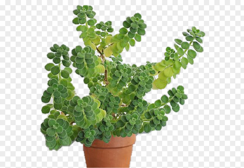 Flower Mexican Mint Oregano Herb Houseplant PNG