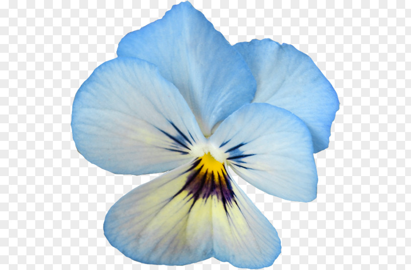 Flower Pansy Clip Art PNG