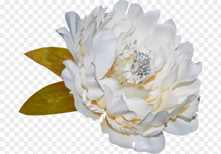 Flowering Plant Rose Family Peony PNG
