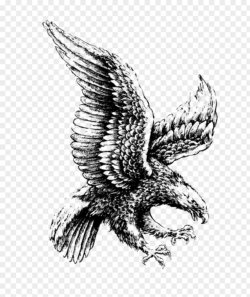 Flying Eagle Bald Drawing Illustration PNG