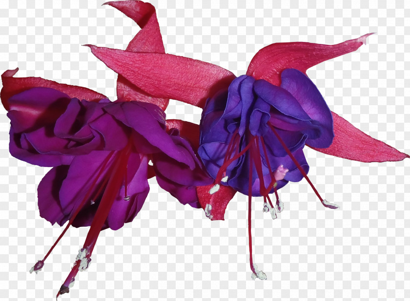 Purple Google Fuchsia Clip Art PNG