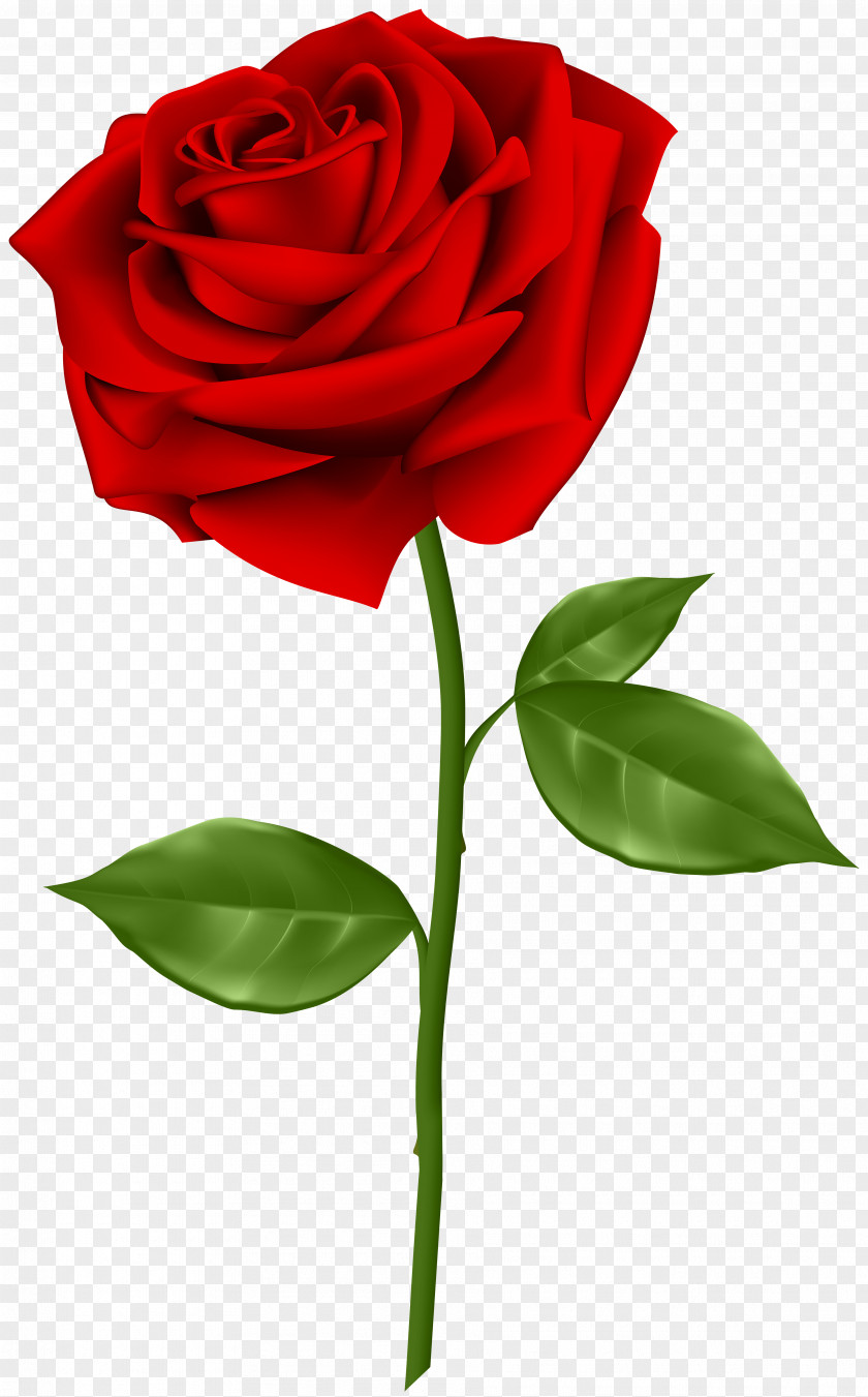 Red Rose Transparent Clip Art Blue PNG