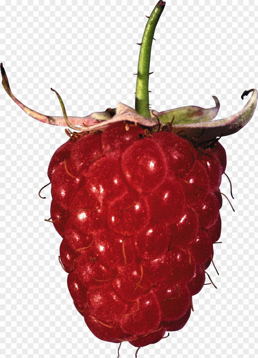 Rraspberry Image Red Raspberry Clip Art PNG