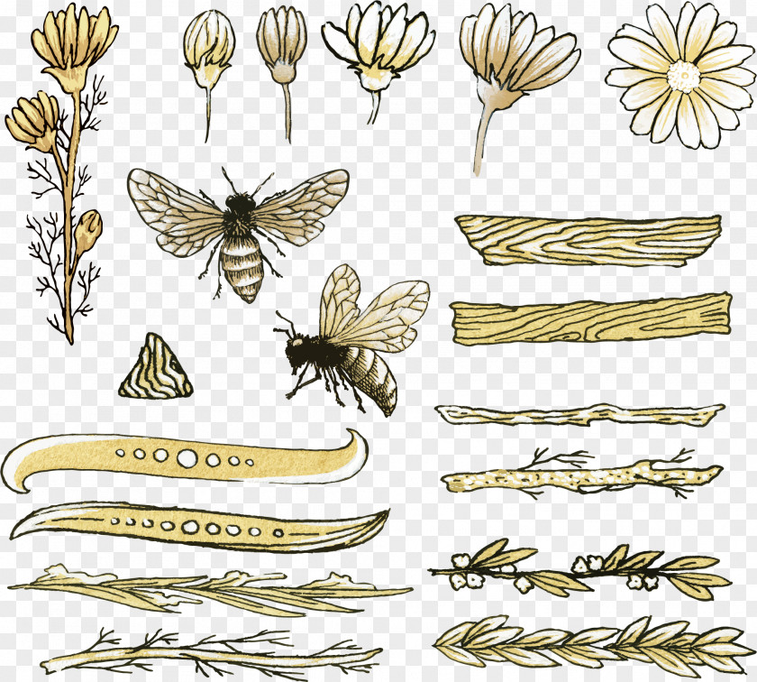 Vector Bee Honey Drawing PNG