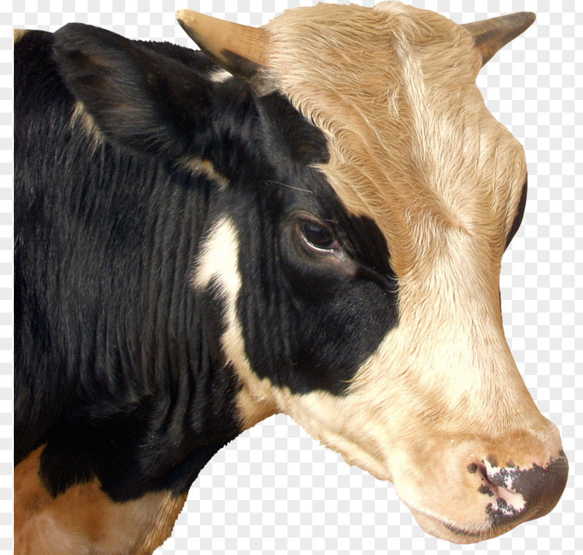 Bull Calf Baka Taurine Cattle Dairy Ox PNG