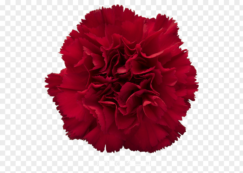 CARNATION Carnation Cut Flowers Rose Red PNG