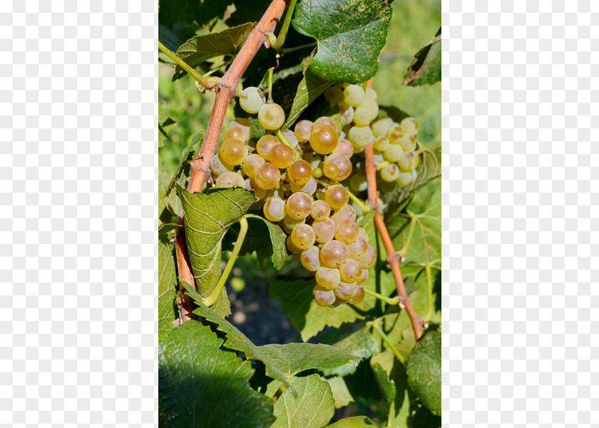 Grape Common Vine Ukiah Cox Vineyard Seedless Fruit PNG