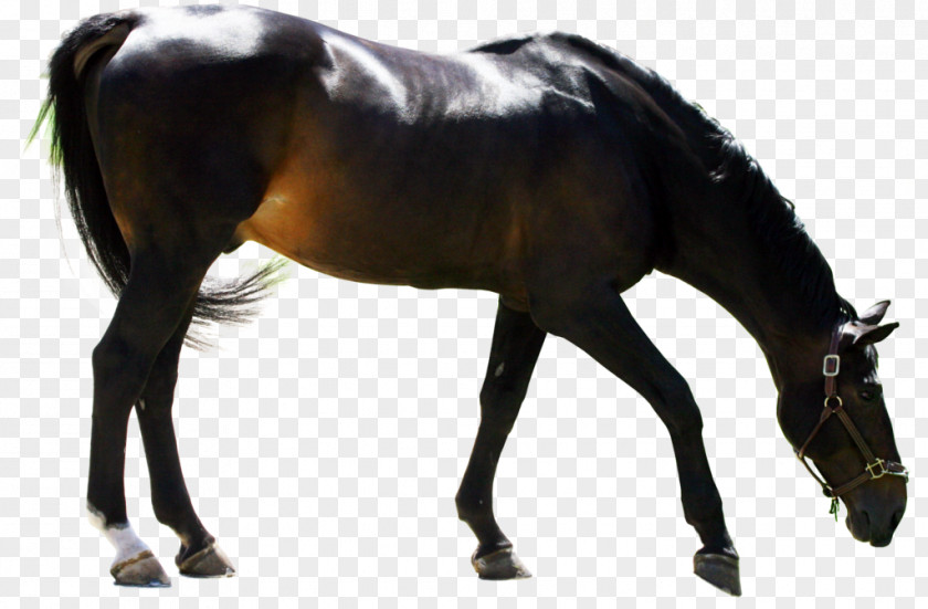 Horse Ritmeester Dutch Warmblood Stallion American Andalusian Mare PNG