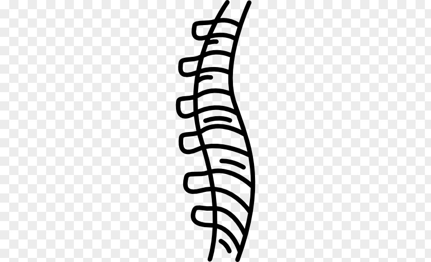 Human Vertebral Column Anatomy Spinal Cord PNG