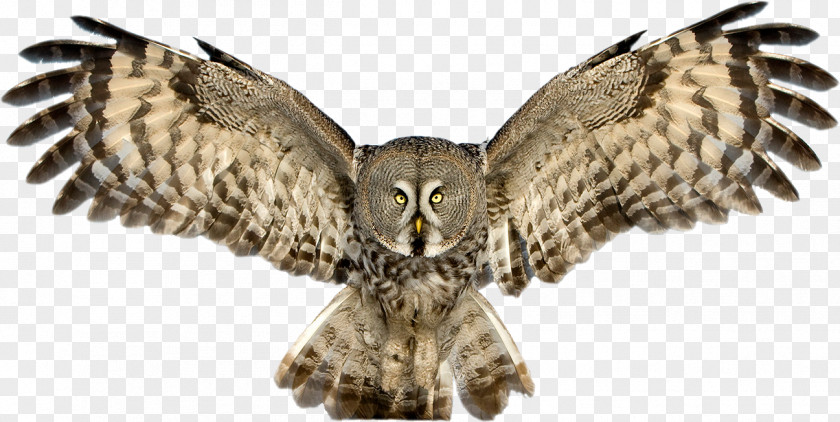 Owl Pic Snowy Great Horned Clip Art PNG