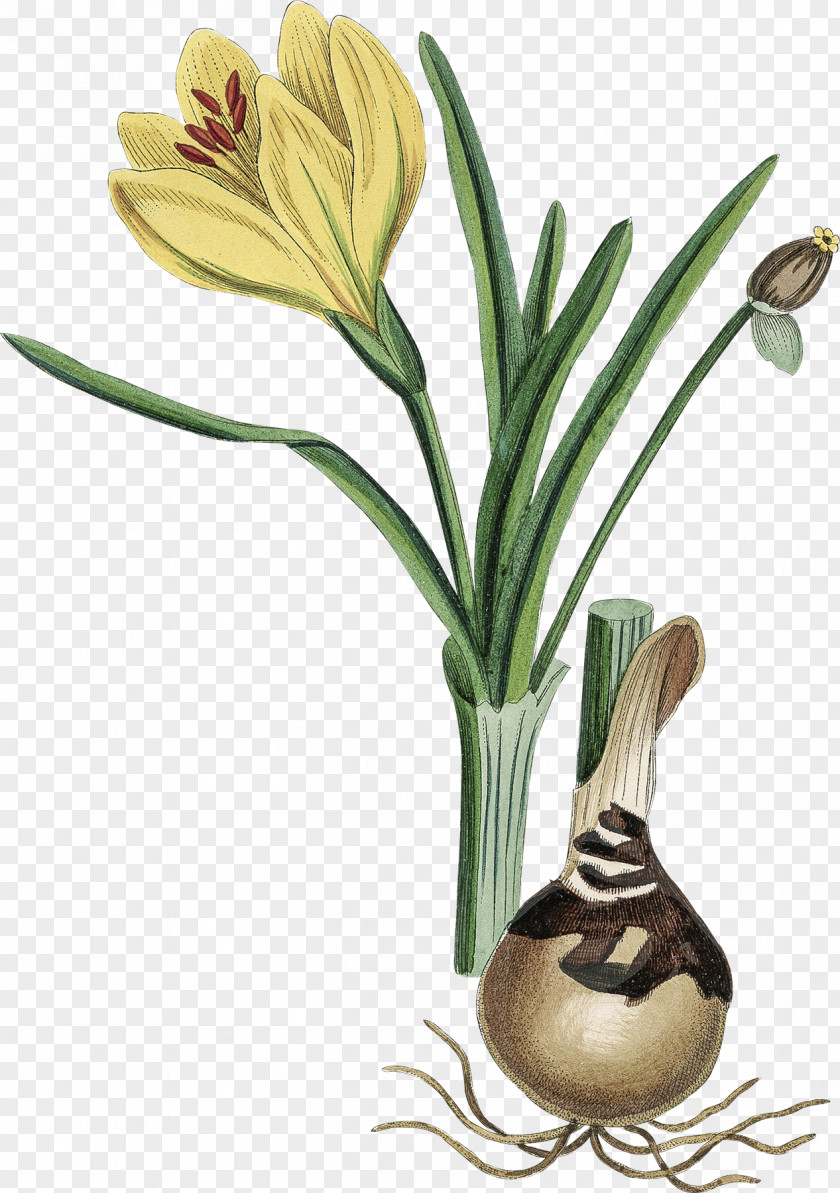 Bulb Sternbergia Lutea Flowering Plant Daffodil Photography PNG