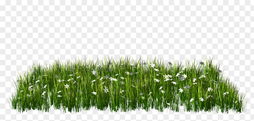 Green Grass Download Clip Art PNG