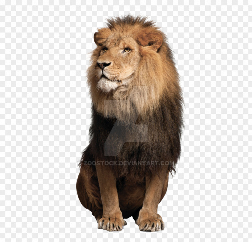 Lion Sitting Down Tiger Jaguar Cat Liger African PNG