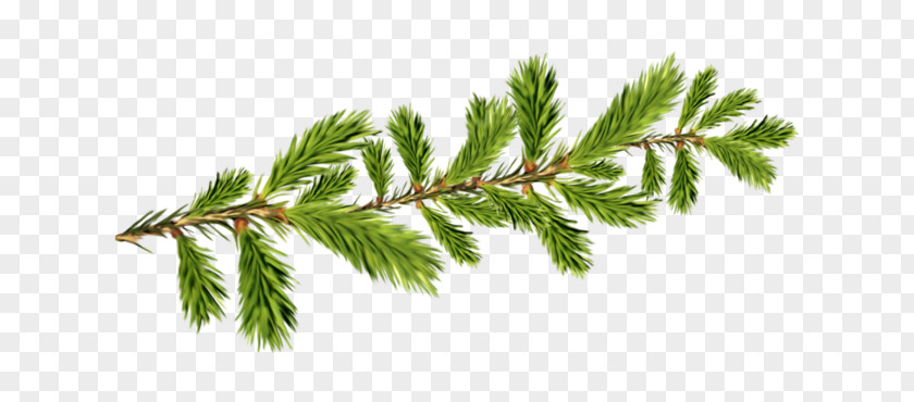 Spruce Fir Television Grandfather Ded Moroz PNG